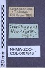 Etikette zu Tropihypnus bimargo (Reitter, 1896) (NHMW-ZOO-COL-0007843)